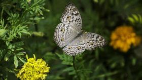butterfly-1644189 1920