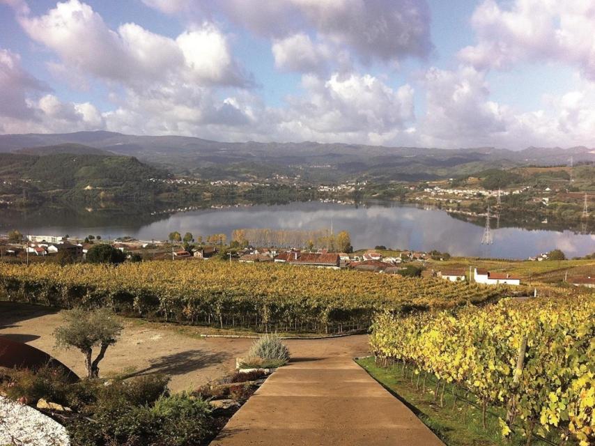 Viñedo Bodega Eduardo Peña en Ribeiro