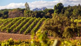 Hacienda El Ternero - Viñedo 1