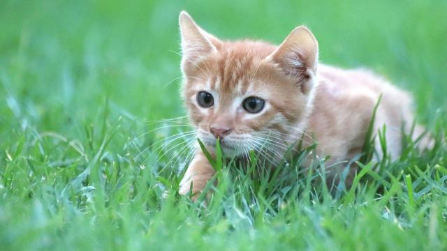 cat-3750778_1920