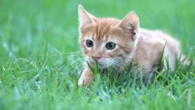 cat-3750778_1920