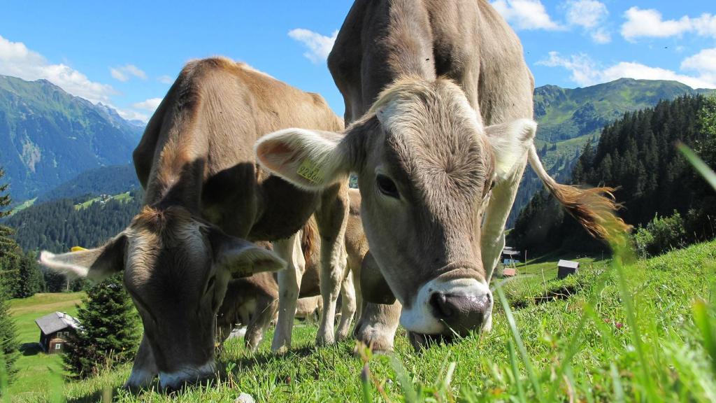 Vacas pastando.