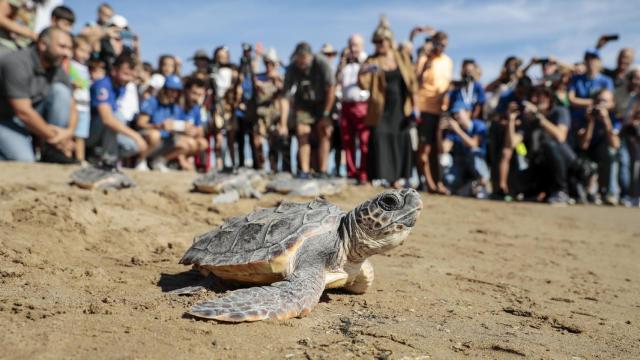 Este poblado cuenta con áreas de protección para esta especie marina.