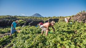 Vendimia en Isla de Pico (Azores)