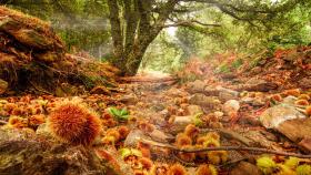 Conoce la ruta de senderismo cerca de Madrid que está en el bosque más asombroso para los amantes del otoño.