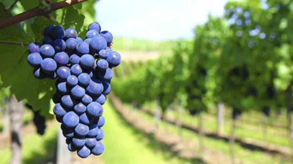 Viñedo.