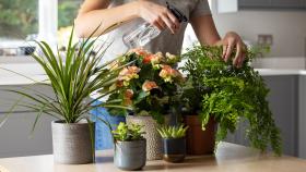 Una mujer cuidando y regando plantas de la casa con spray.