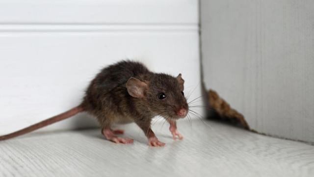 Rata gris en una casa durante un control de plagas. Imagen de archivo