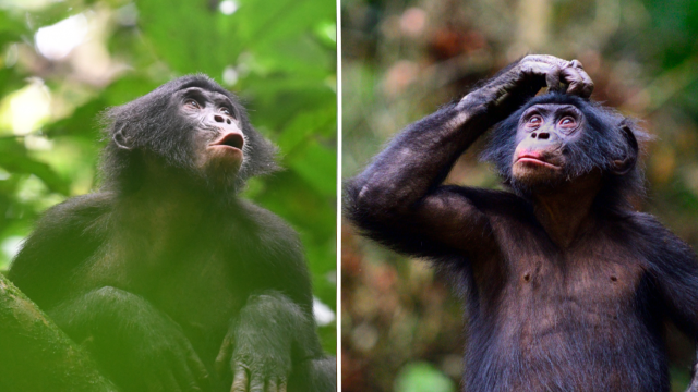 Dos bonobos, Mi y Tupac, del Kokolopori Bonobo Research Project.