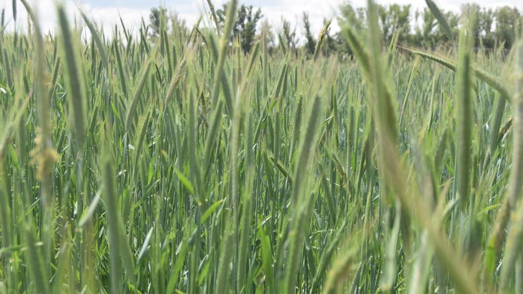 Campo de cereal