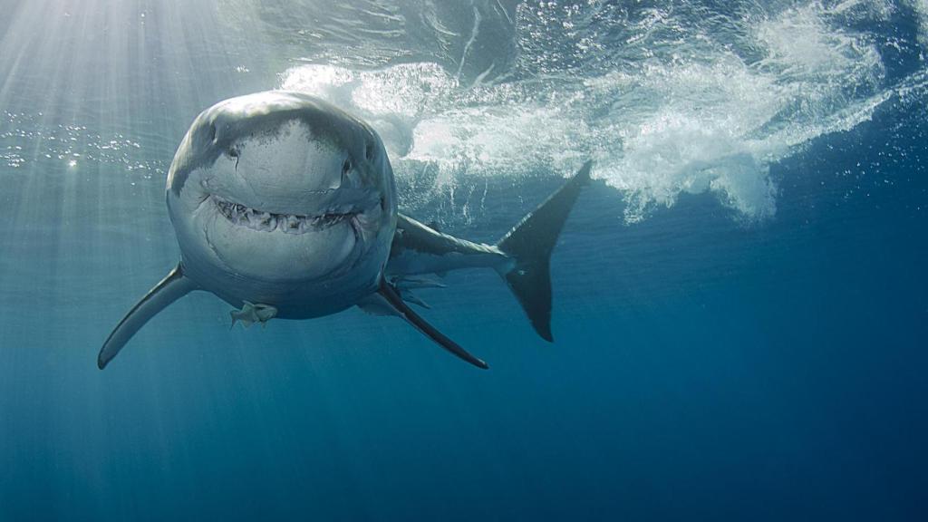 El gran tiburón blanco en declive en la región de Sudáfrica.